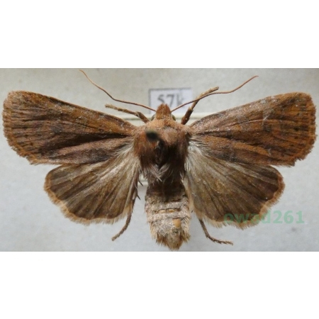 Conistra erythrocephala (Denis & Schiffermüller, 1775) Porożnica rudogłowa Poland57k